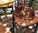 Cafe Cat: Ios